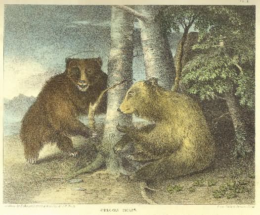 Grizzly Bear lithograph