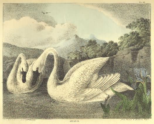 Swan lithograph