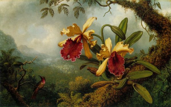Heade, Orchids and Hummingbird
