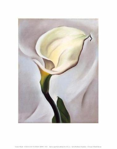 Calla Lily Turned Away
