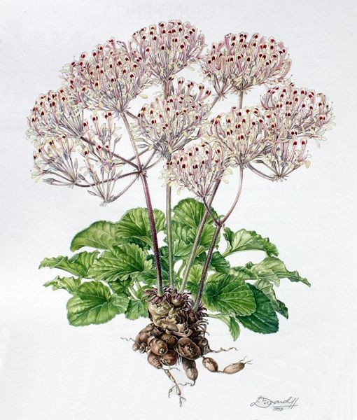 Pelargonium Punctatum