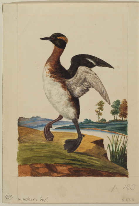 Water-bird poised by a river