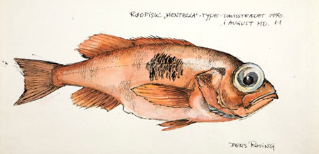 1. Fish drawing. Ink and watercolor. 1970 
